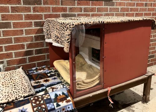 miley kitty shelterr.jpg